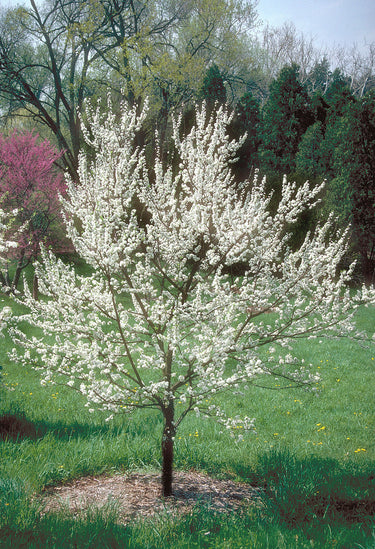 American Plum Tree with dense white blossom clusters in garden