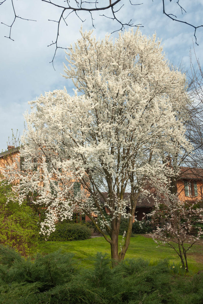 Blossoming American plum tree with white flowers, dense branches, sturdy trunk