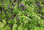 Ripe deep purple plums on American Plum Tree with green leaves