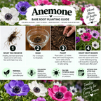 Anemone Bare Root Planting Guide infographic with four numbered steps, flower photos, and growing information on a white background with floral borders.