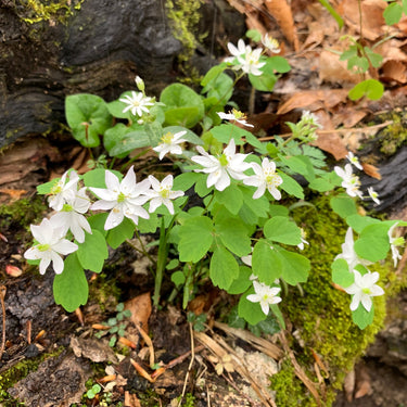 Anemone flower cluster with delicate 5-petal white blooms on mossy rocks