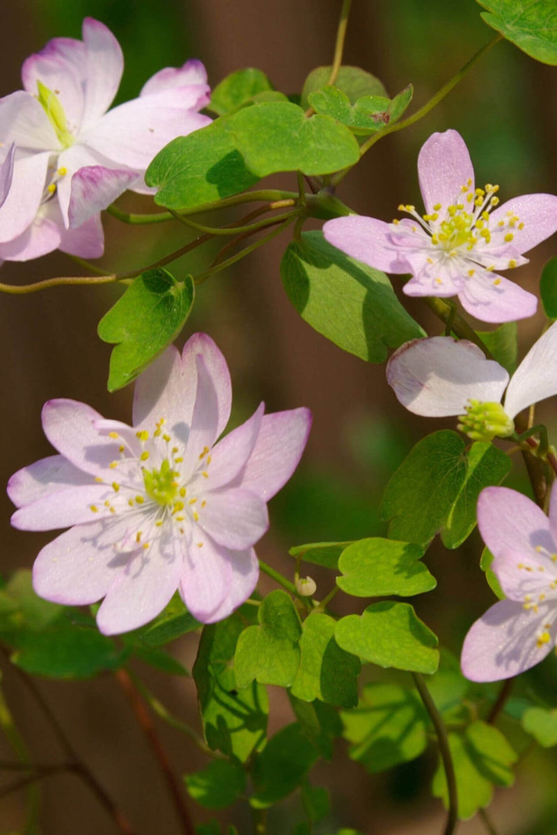 Delicate pink anemone flowers with slender petals and yellow centers among green leaves