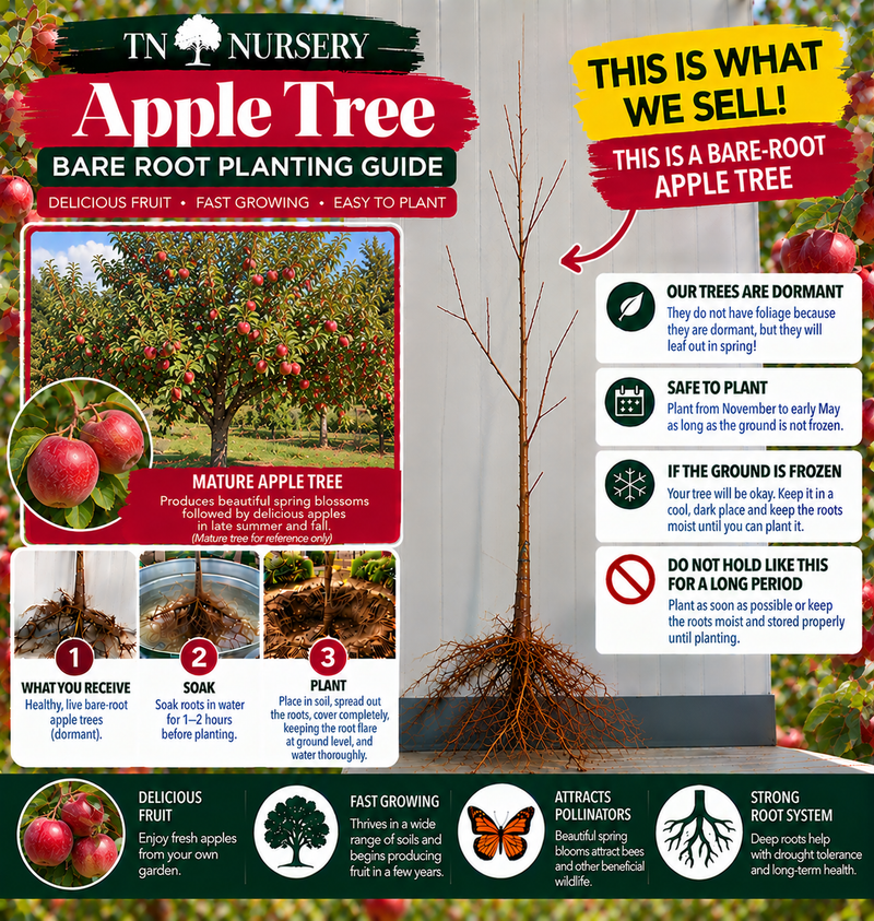 apple tree info
