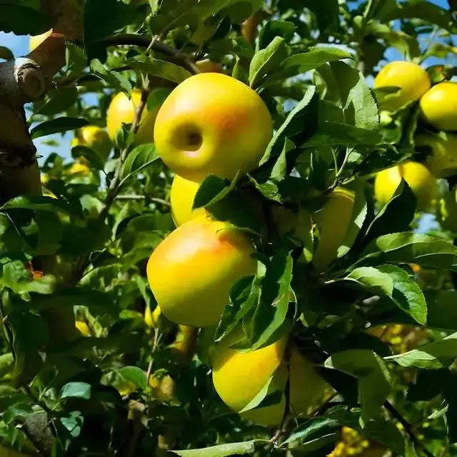 Ripe golden-yellow apples on wholesale pack of 25 apple trees