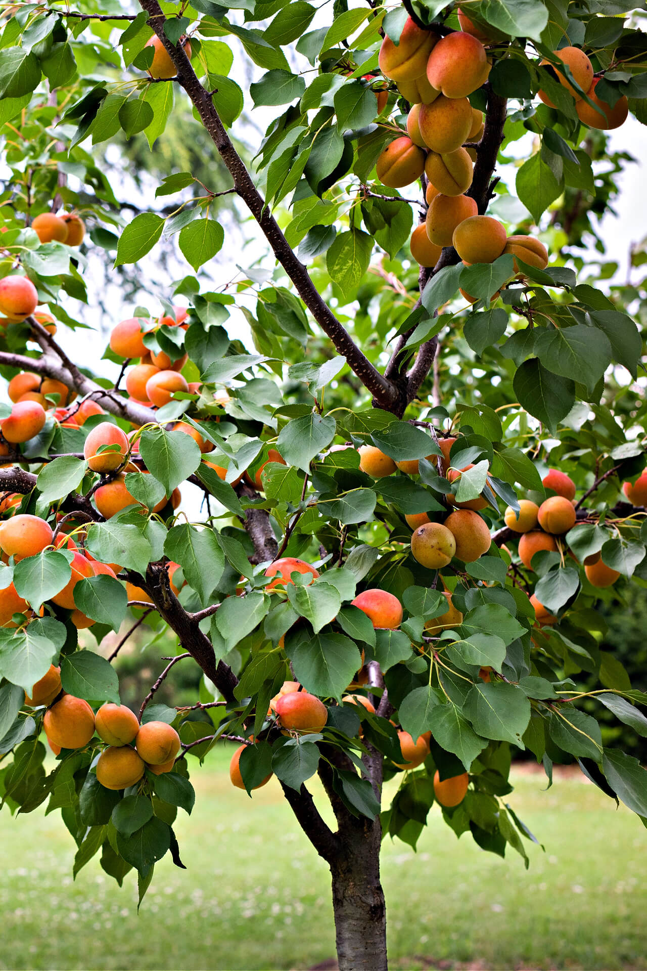 Ripe orange apricots on lush green Apricot Fruit Trees