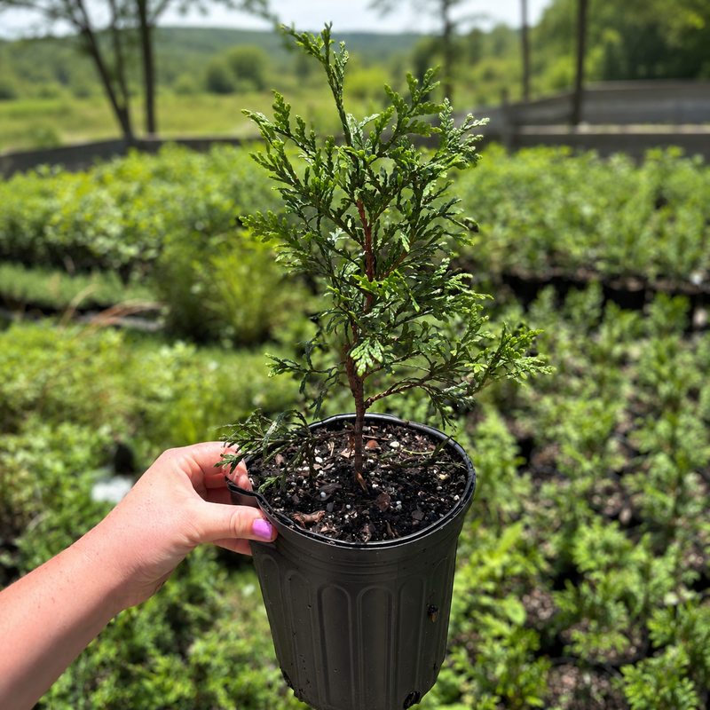 Green Giant Arborvitae #1 Gal - TN Nursery