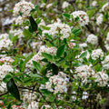 Arrowwood Viburnum shrub with dense white flowers and pink centers on green leaves