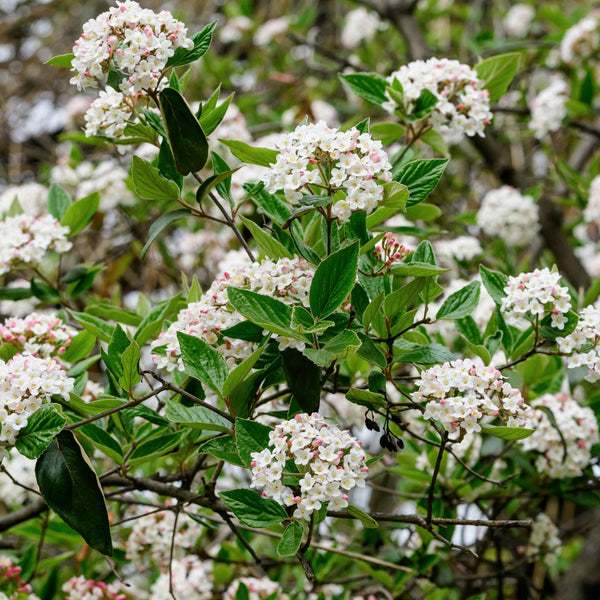 Arrowwood Viburnum shrub with dense white flowers and pink centers on green leaves