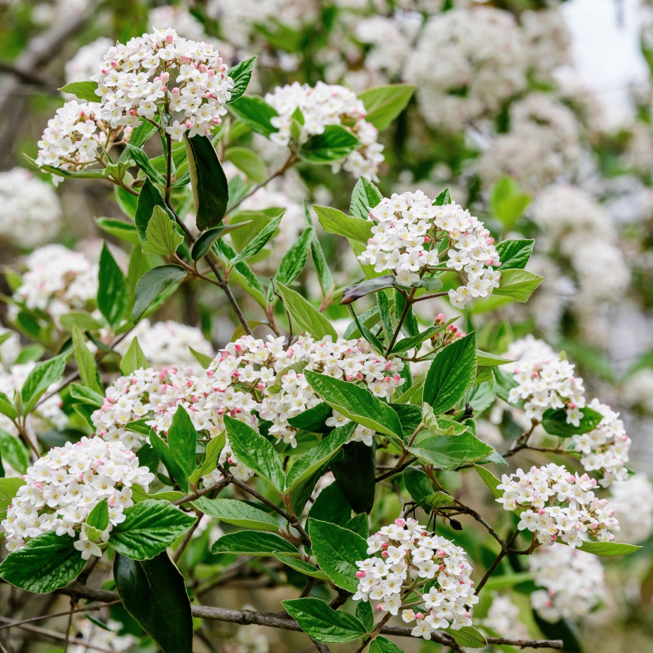 Arrowwood Viburnum shrub with dense white flowers and pink centers