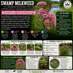 An educational infographic poster about Swamp Milkweed (Asclepias incarnata) featuring a large central flower, a monarch butterfly, a monarch and swamp milkweed butterfly pair, care instructions, planting tips, and grower contact info.