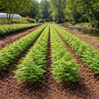 taxodium-distichum-seedlings - TN Nursery