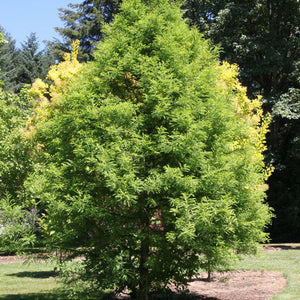 Bald cypress tree with lush green foliage and yellowing leaves in sunlit garden