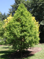 Bald cypress tree with lush green foliage and yellowing leaves in sunlit garden