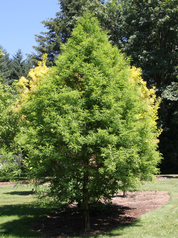 Bald cypress tree with lush green foliage and yellowing leaves in sunlit garden