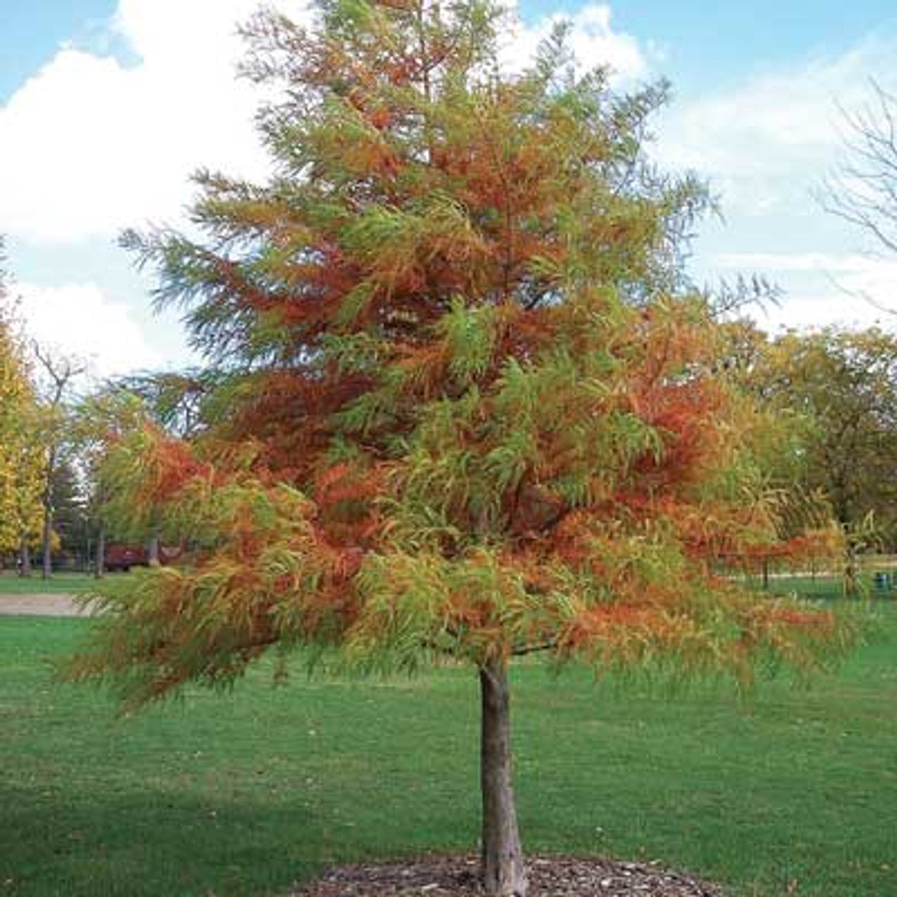 Tall slender Bald Cypress tree with feathery green orange foliage in park