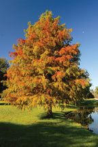 Tall bald cypress tree with vibrant orange-green autumn foliage by calm pond