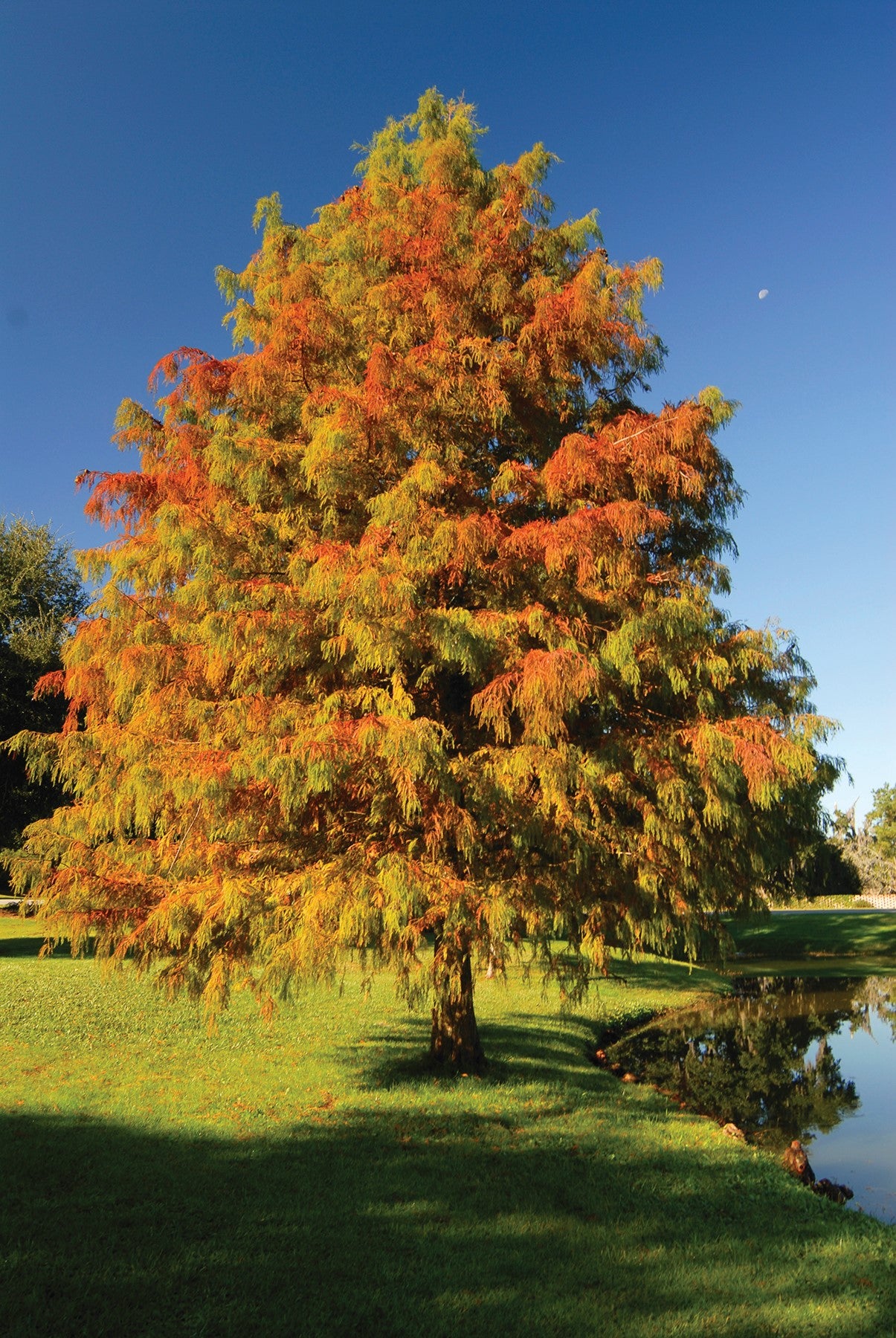 Tall bald cypress tree with vibrant orange-green autumn foliage by calm pond