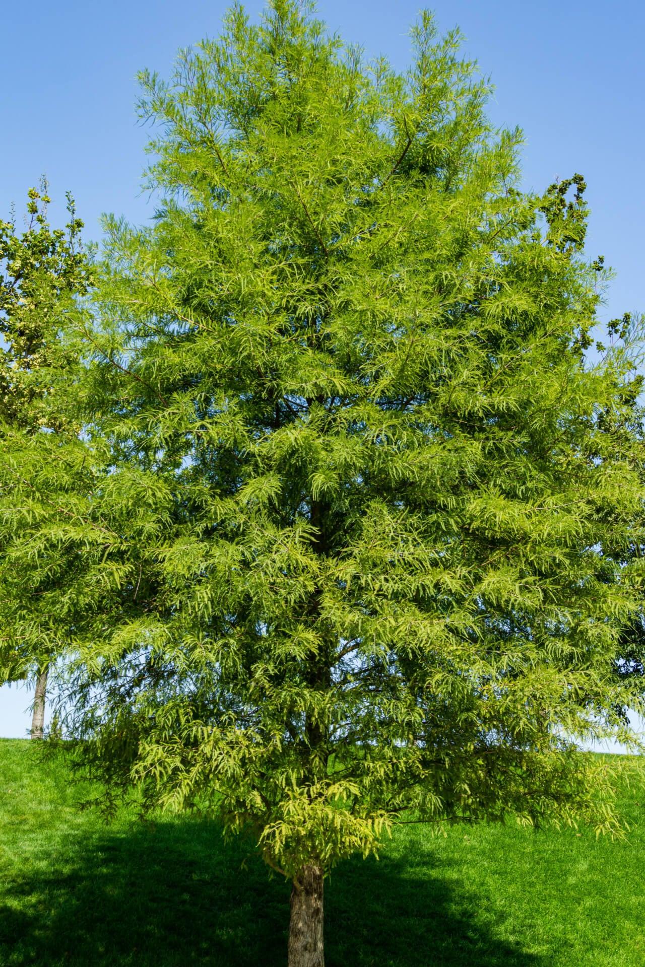 Tall Bald Cypress tree with vibrant green foliage in grassy field