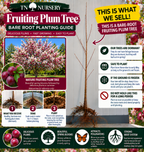Bare-Root tree Planting Guide