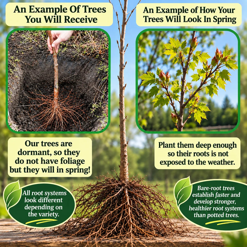 Bare-root tree info