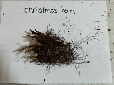 Christmas Fern with dark brown tangled roots and frayed greenish-brown leaves