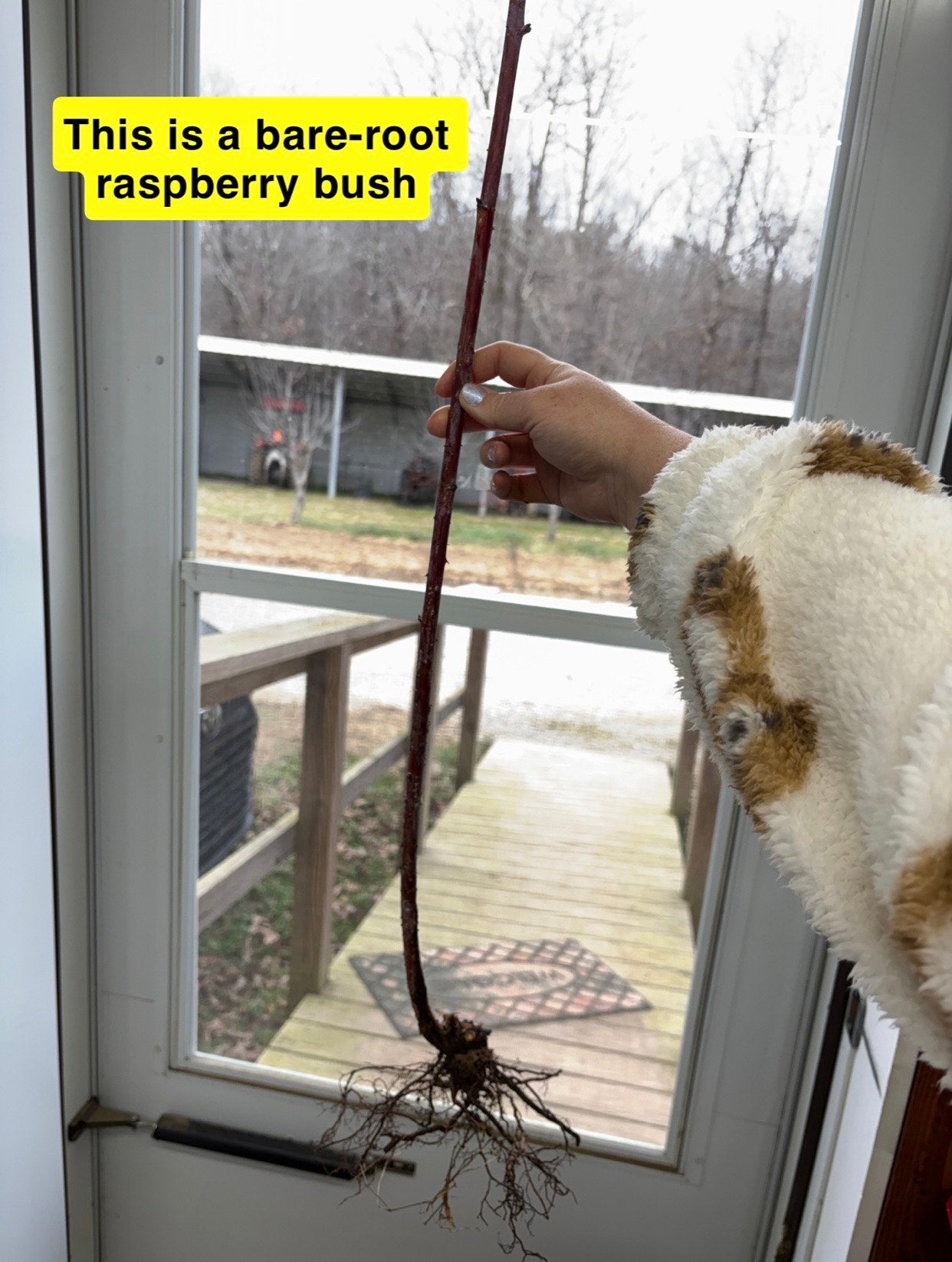 Black raspberry bush bare-root plant with slender reddish-brown stem and exposed roots