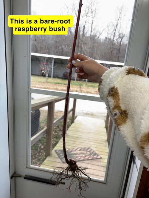 Black raspberry bush bare-root plant with slender reddish-brown stem and exposed roots