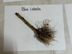 Great Blue Lobelia plant with fresh blue flowers, green stem, and tangled brown roots on white paper