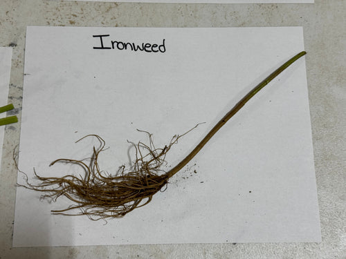 Dried ironweed plant with slender greenish-brown stem and tangled brown roots