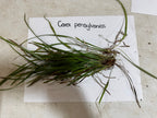 6 pack Pennsylvania sedge plugs: green Carex pensylvanica with slender blades and roots