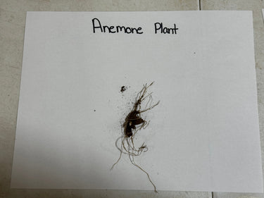 Dark root-bound anemone flower plant with delicate thread-like roots