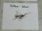 Dried Bellflower Bellwort plant specimen with tangled roots, brownish-green hue