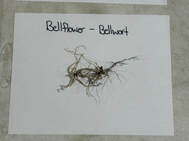 Dried Bellflower Bellwort plant specimen with tangled roots, brownish-green hue
