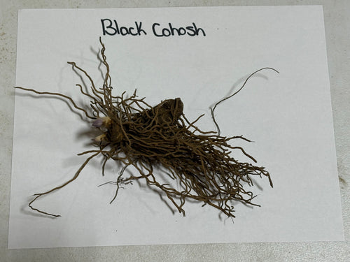 Dried black cohosh plant root with tangled brown roots and central bulb