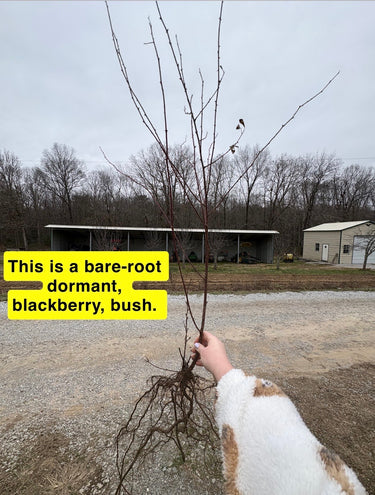 Bare-root dormant Blackberry Shrub with slender branches and roots