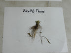 Dried blanket flower plant with greenish-brown stems and wispy roots