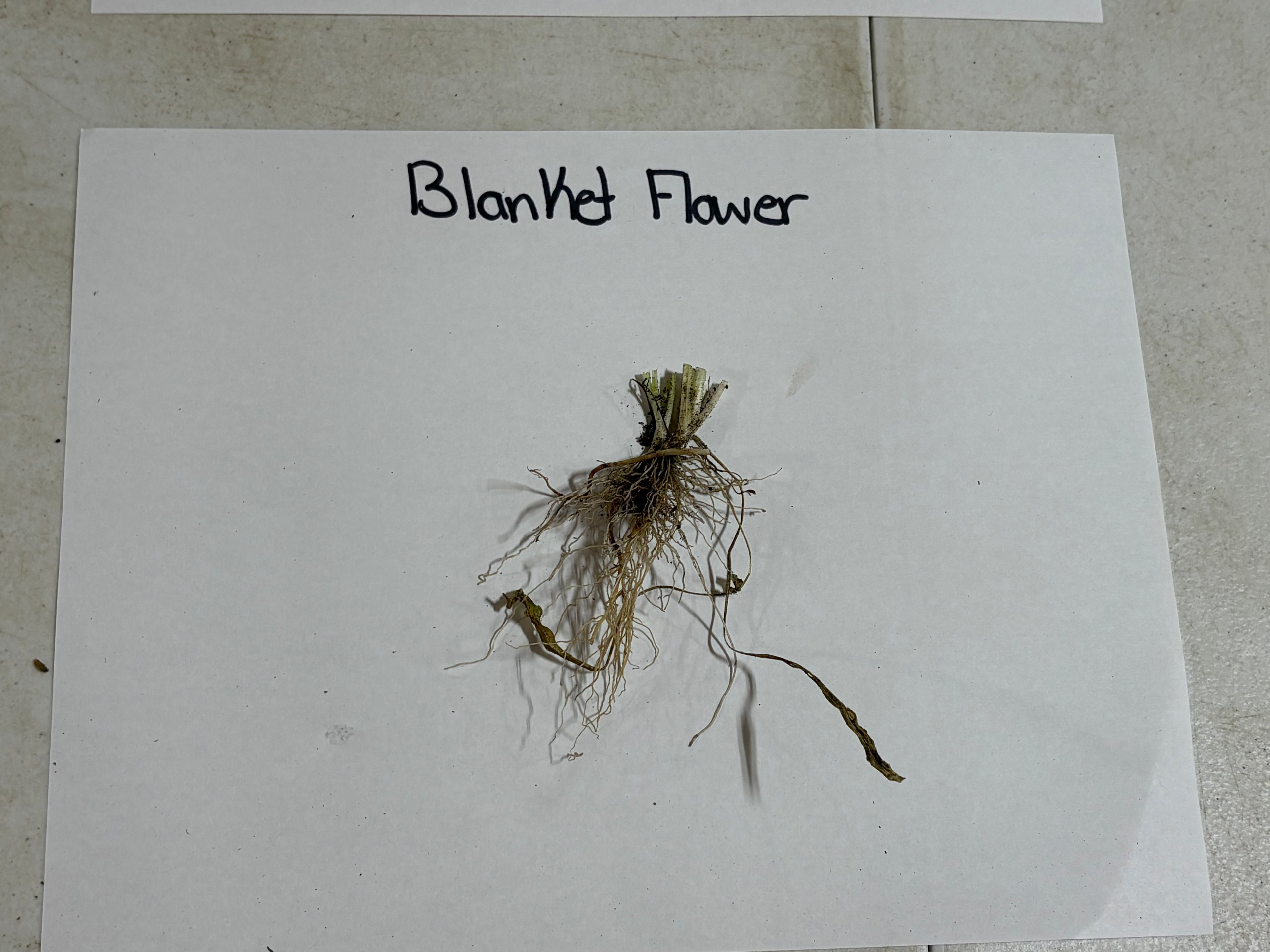 Dried blanket flower plant with greenish-brown stems and wispy roots