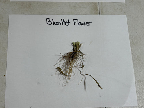 Dried blanket flower plant with greenish-brown stems and wispy roots