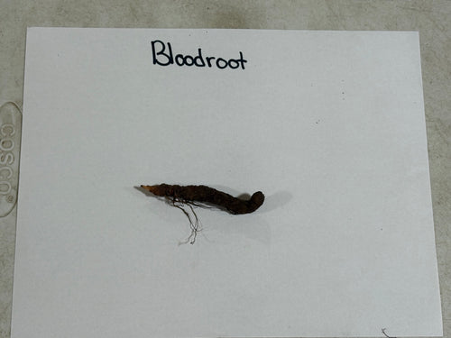 Dark brown elongated bloodroot root with fine roots, Bloodroot Plant