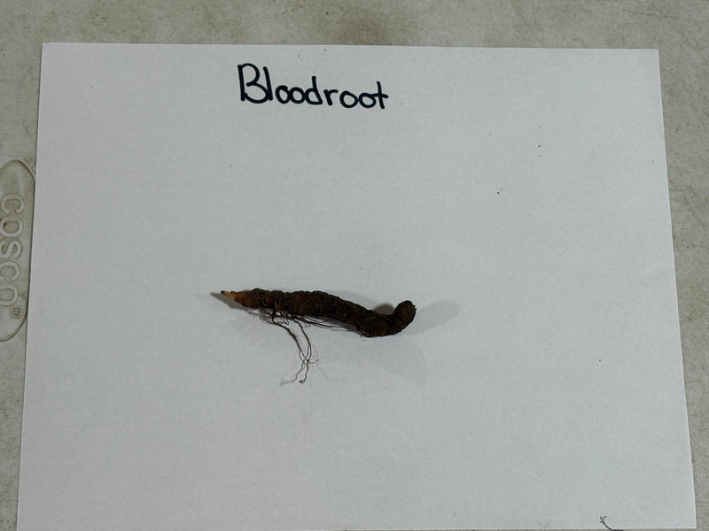 Dark brown elongated bloodroot root with fine roots, Bloodroot Plant