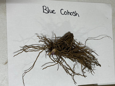 Dried blue cohosh root with thin brownish roots from bulbous center