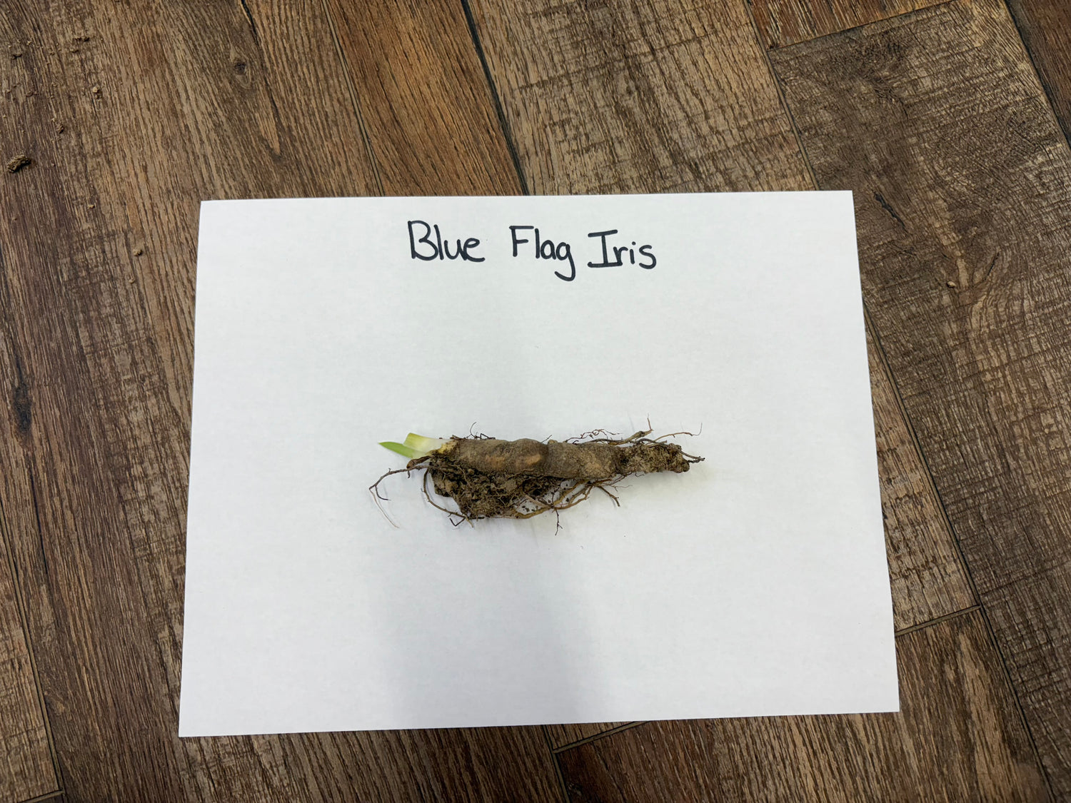 Blue flag iris rhizome with green shoot on earthy roots, Blue Flag Iris Plant