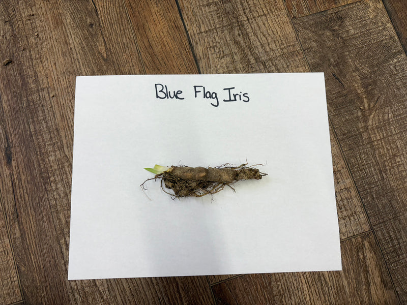 Blue flag iris rhizome with green shoot on earthy roots, Blue Flag Iris Plant