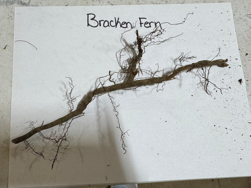 Bracken Fern dried with brown woody stem and brittle fronds