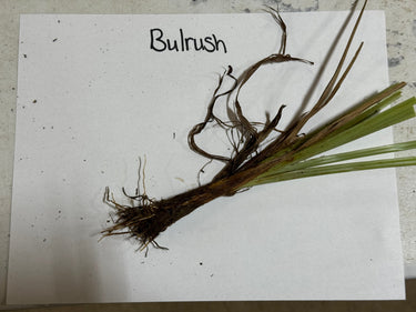 Bundle of dried Bulrush Plant with green stems and brown roots