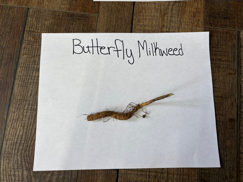Dried butterfly milkweed root with brown fibrous texture and roots