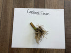 Dried Cardinal Flower stem with light brown fibrous roots at greenish-brown base
