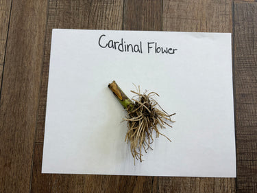 Dried Cardinal Flower stem with light brown fibrous roots at greenish-brown base