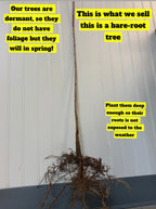 Bare-root cedar elm tree with slender brown trunk and exposed roots ready for planting