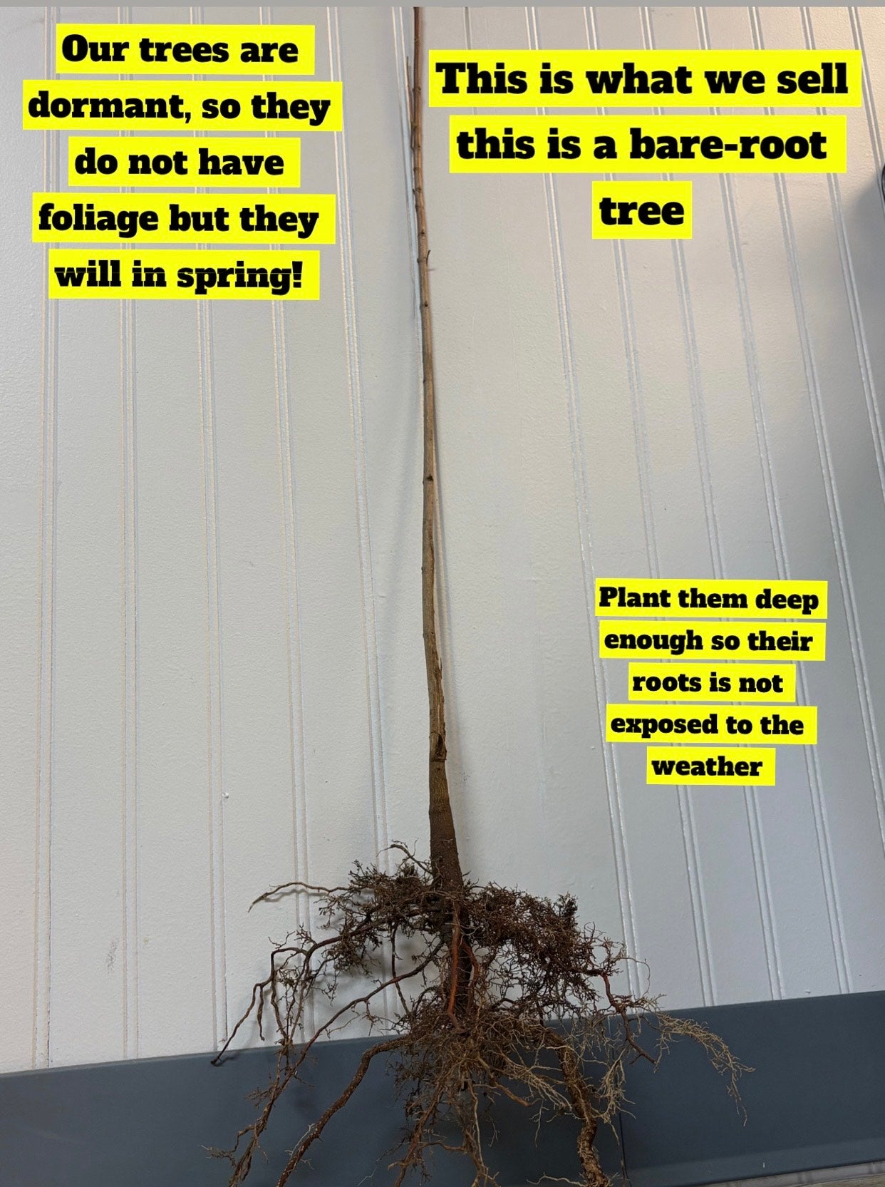 Bare-root cedar elm tree with slender brown trunk and exposed roots ready for planting